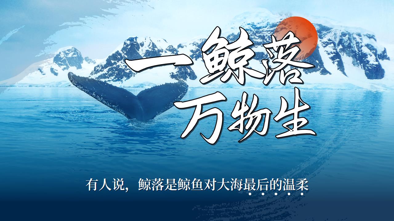 ppt模板-当鲸落成为奢望
